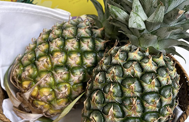 菲律宾凤梨